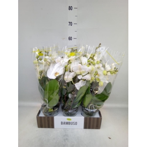 Phalaenopsis   ...white
