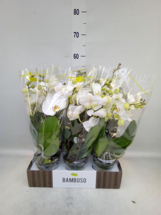 <h4>Phalaenopsis   ...white</h4>