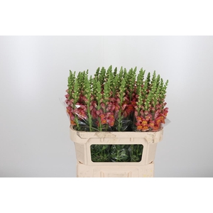 Antirrhinum Po D. Orange