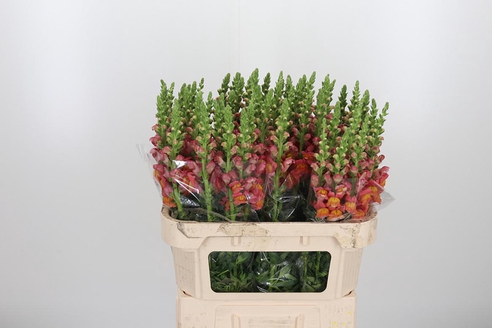 <h4>Antirrhinum Po D. Orange</h4>