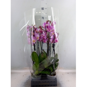 Phalaenopsis  'FC Art Nouveau'