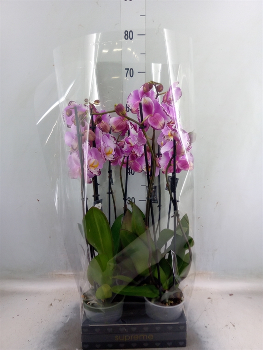 <h4>Phalaenopsis  'FC Art Nouveau'</h4>