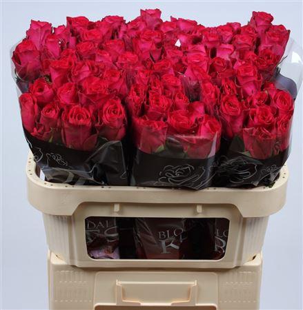 <h4>R Gr Madam Cerise</h4>