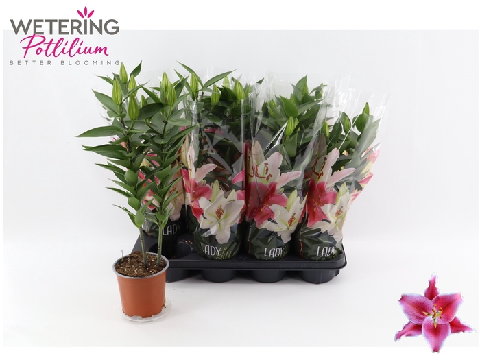 <h4>LIL OR AFTER EIGHT</h4>