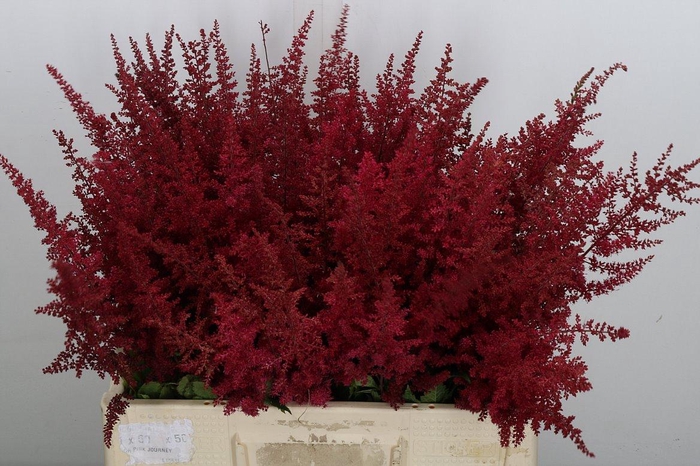 <h4>Astil Ar Paul Gaarde</h4>