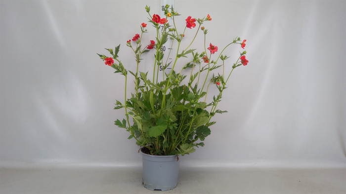 <h4>Geum chiloense 'Mrs Bradshaw'</h4>