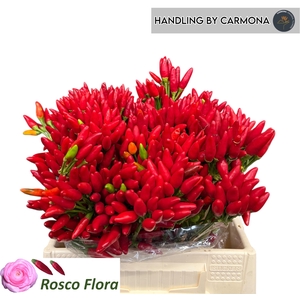 CAP RED FIRE