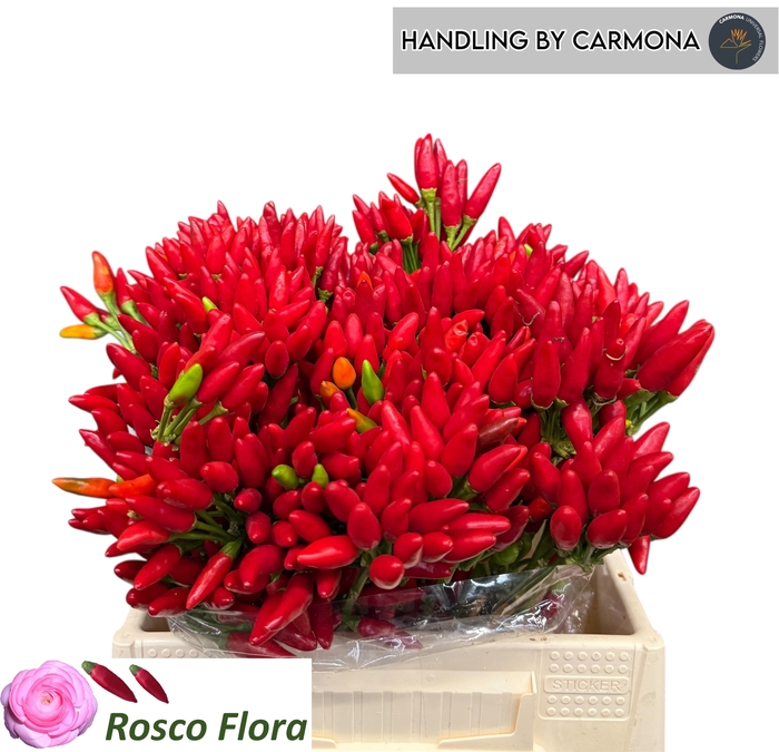 <h4>CAP RED FIRE</h4>