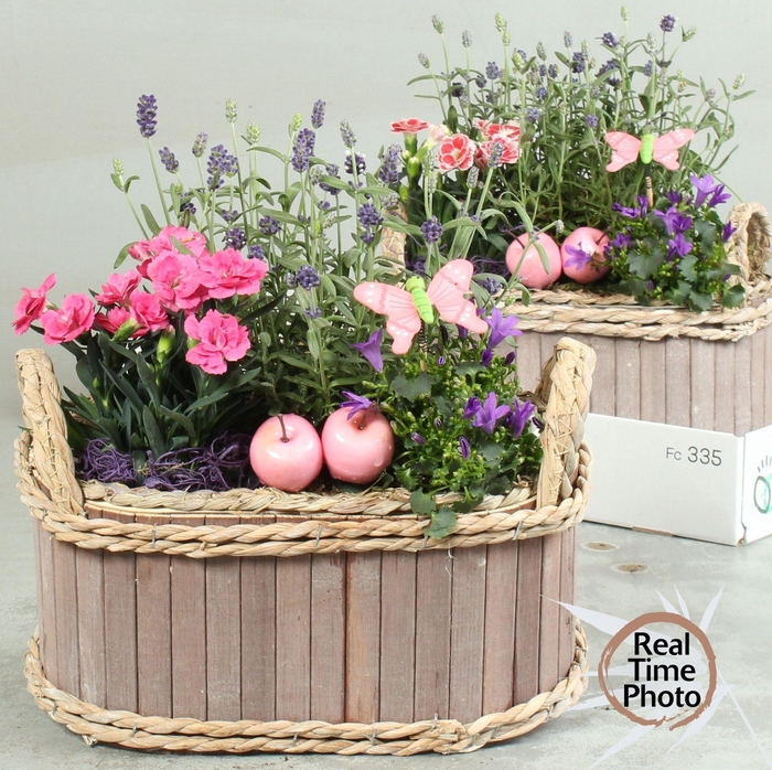 <h4>ARR TUINPLANTEN</h4>