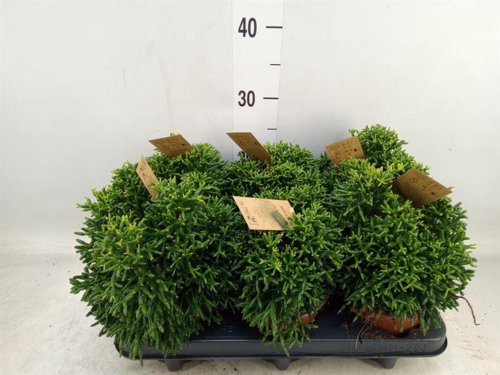 <h4>Rhipsalis   ...</h4>