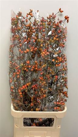 <h4>Rosa Zaffiro</h4>