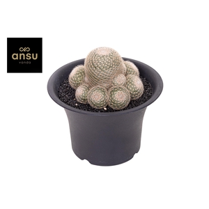 Mammillaria Lenta XXXL