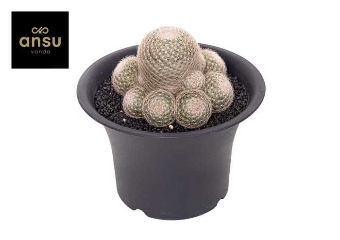 <h4>Mammillaria Lenta XXXL</h4>