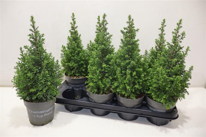 <h4>Cham Th Top Point</h4>