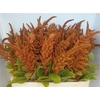 Amaranthus Hot Biscuit