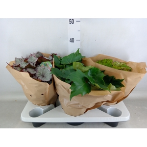 Begonia BD 'Beleaf'   ...mix