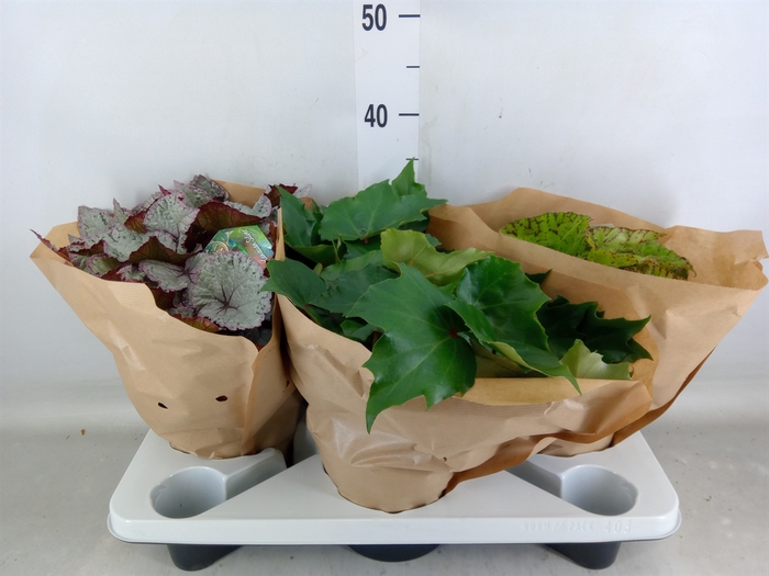 <h4>Begonia BD 'Beleaf'   ...mix</h4>