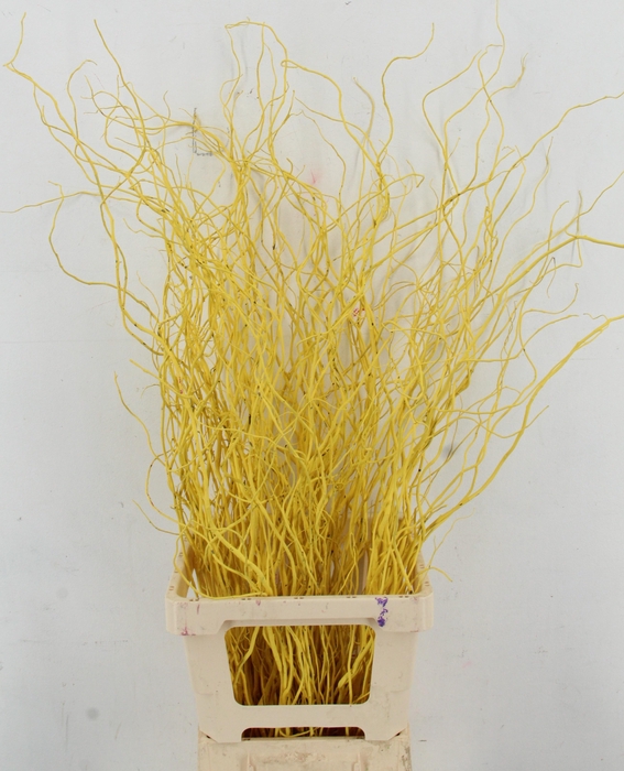 <h4>SALIX OV KLB H%</h4>