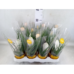 Tillandsia cyanea 'Biancini'