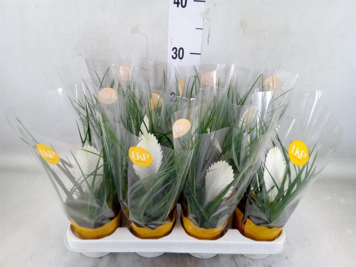 <h4>Tillandsia cyanea 'Biancini'</h4>