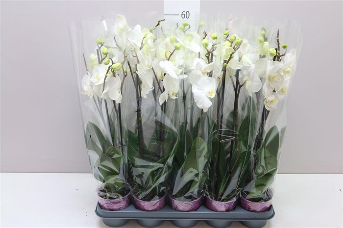 <h4>Phal Wit 2 Tak Basic</h4>