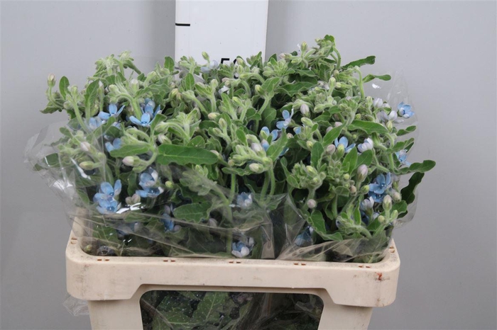 <h4>Oxy Co Tan Pure Blu</h4>