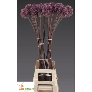 Allium Summer Drumme