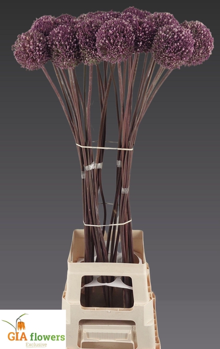 <h4>Allium Summer Drumme</h4>