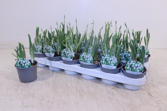 <h4>GALANTHUS HIPPOLYTA</h4>