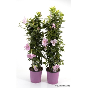 DIPLADENIA-HYBRID P17 PINK