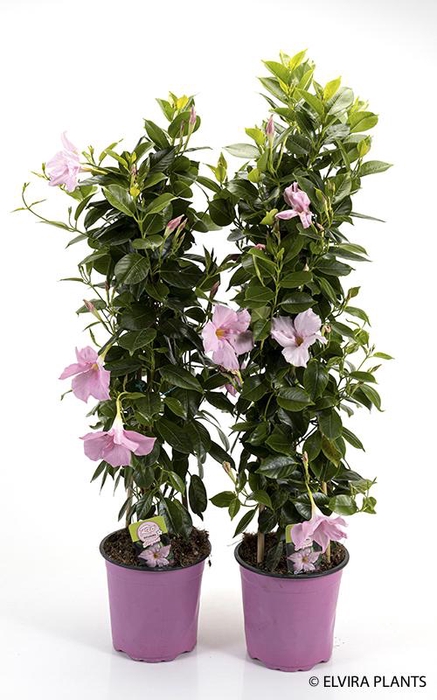 <h4>DIPLADENIA-HYBRID P17 PINK</h4>