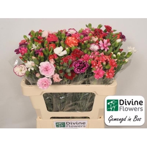 Di Tr Rainbow 50 cm Divine