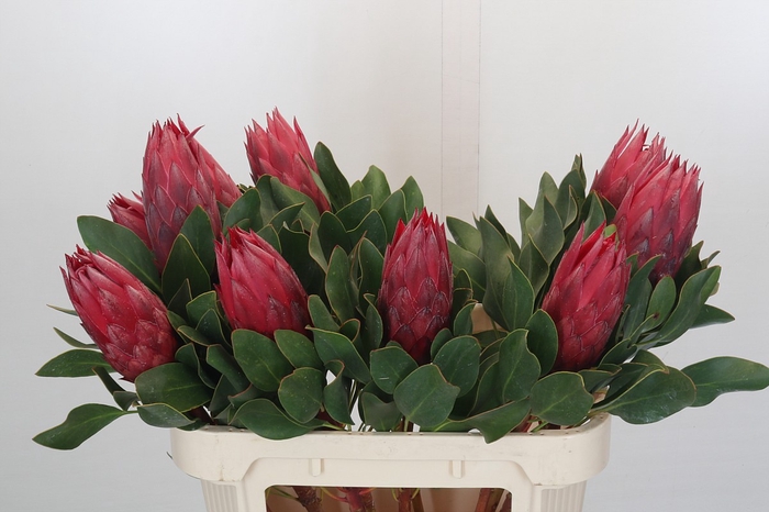 <h4>Protea Cynaroides Madiba</h4>