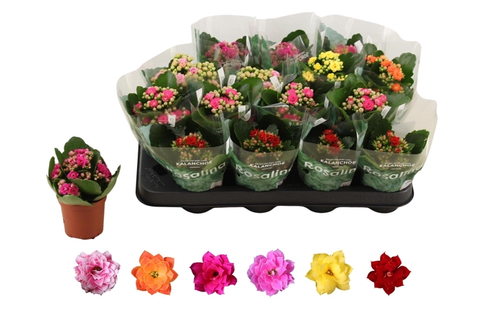 <h4>KAL GE RO GEM 6 KL</h4>