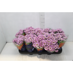 CRISANTEMO MINI P11 ROSA