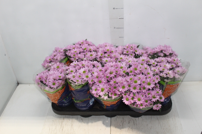<h4>CRISANTEMO MINI P11 ROSA</h4>