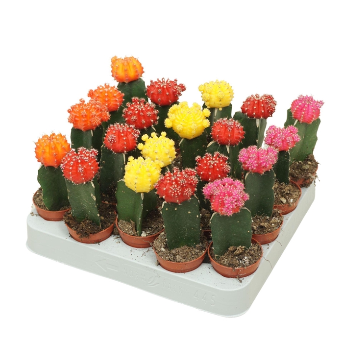<h4>Gymnocalycium mihanov. 'Japan'  mix</h4>