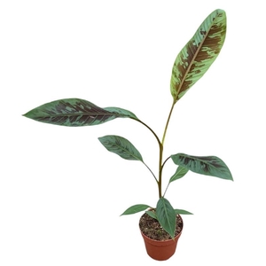 Musa Acuminata Zebrina