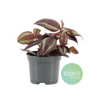 Tradescantia Jewel Red