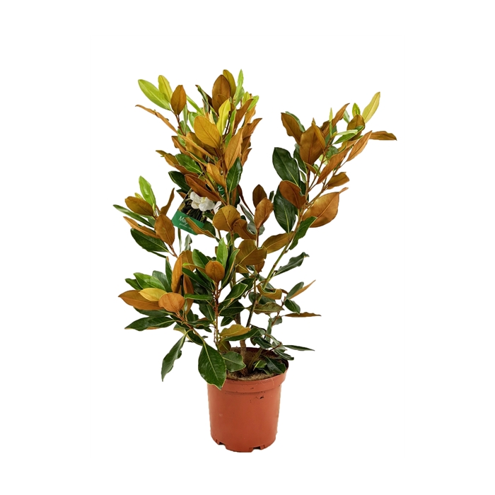 <h4>Magnolia Grandiflora "little gem"</h4>