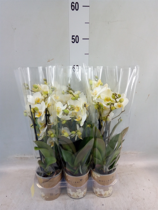 <h4>Phalaenopsis multi. 'Ant Lausanne'</h4>