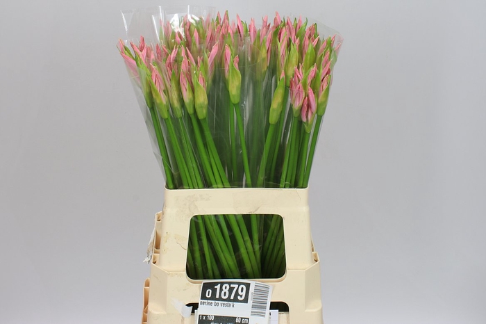 <h4>Nerine Bo Vesta K</h4>