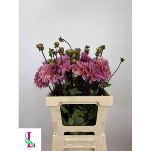 Dahl Oud Rose