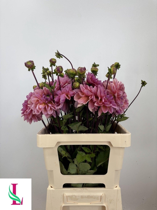 <h4>Dahl Oud Rose</h4>