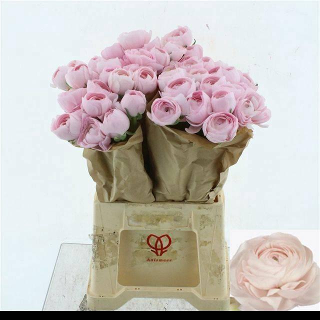 <h4>RAN SU HANOI</h4>