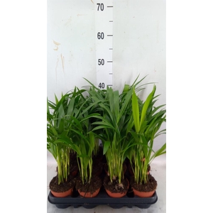 Dypsis lutescens ...Chrysalidoca