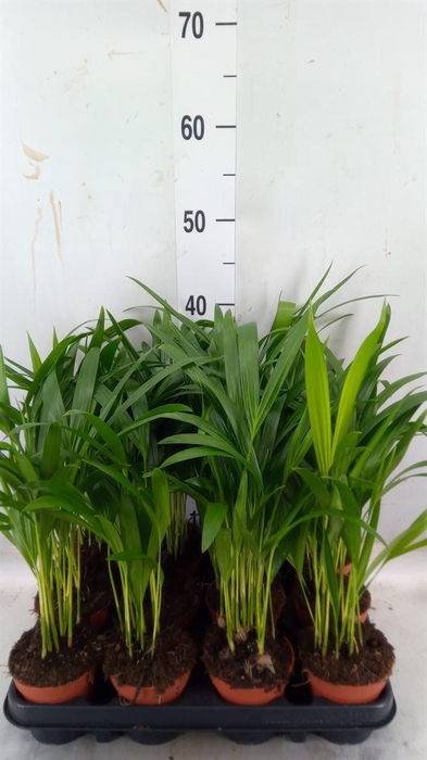 <h4>Dypsis lutescens   ...Chrysalidoca</h4>