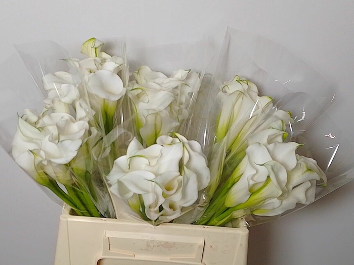 <h4>Calla White Mambo</h4>