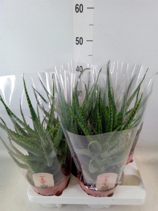 <h4>Aloe arborescens</h4>