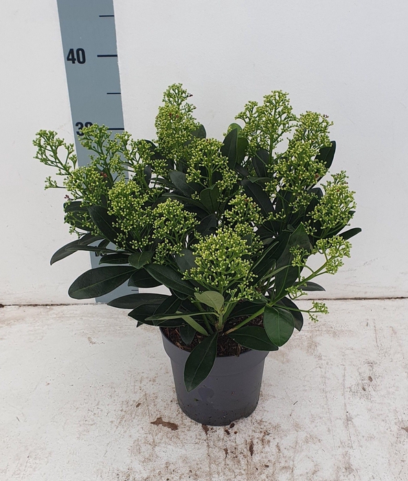 <h4>Finchy 15 cm 15+ bloem</h4>